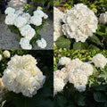 Hydrangea mac ES Dream Cloud #3