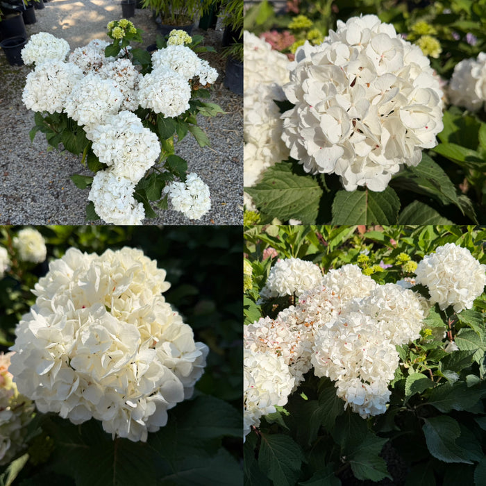 Hydrangea mac ES Dream Cloud #3