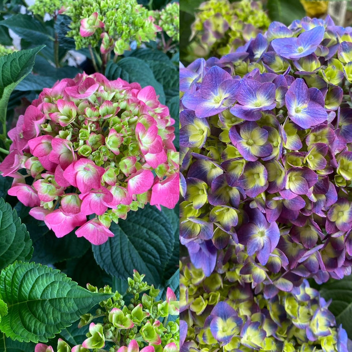 Hydrangea mac ES Summer Crush #2