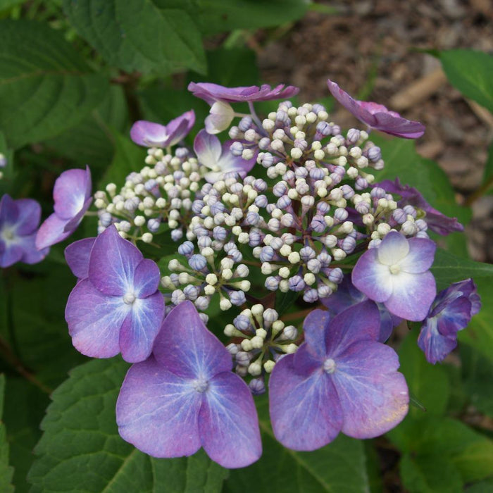 Hydrangea mac ES Twist & Shout #2
