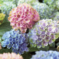 Hydrangea mac Everlasting Revolution #3