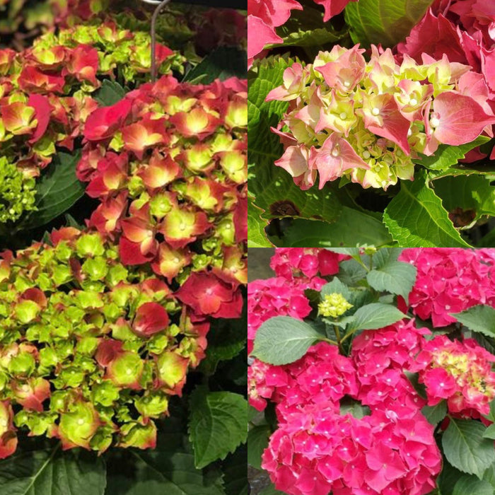 Hydrangea mac Hi Fire #2