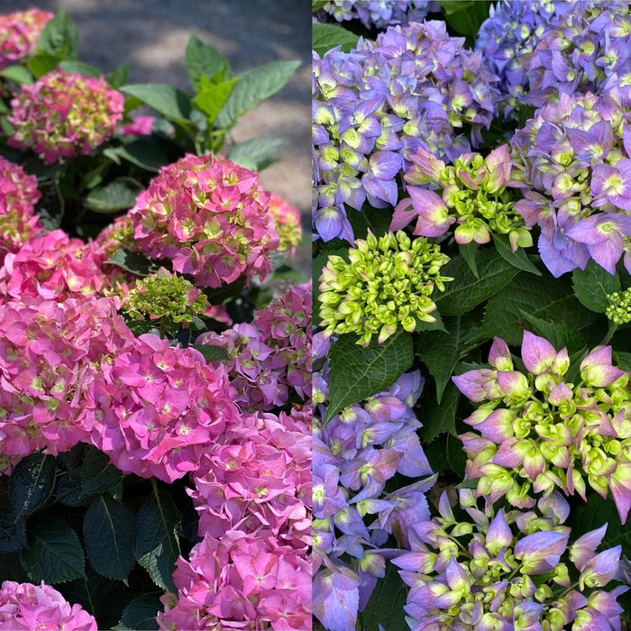 Hydrangea mac LD Arriba! #3