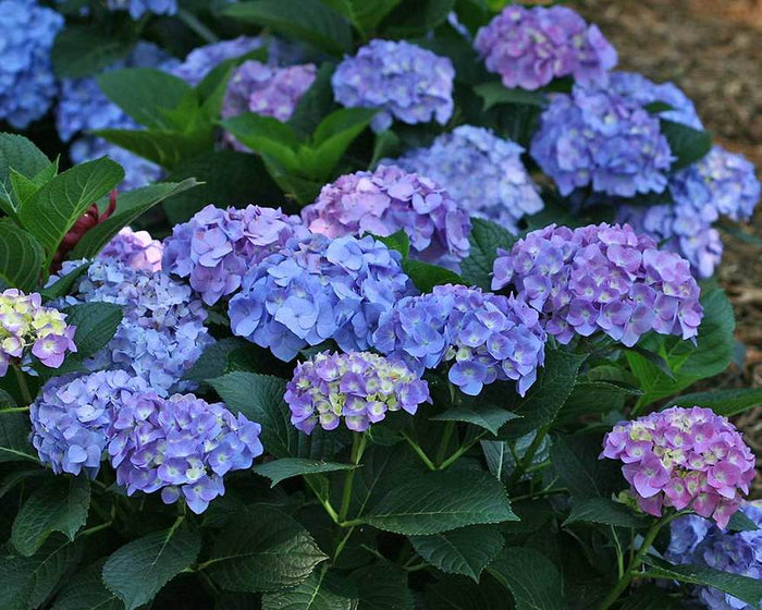 Hydrangea mac LD Blue Jangles #3