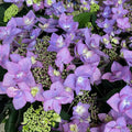 Hydrangea mac LD Can Do #3