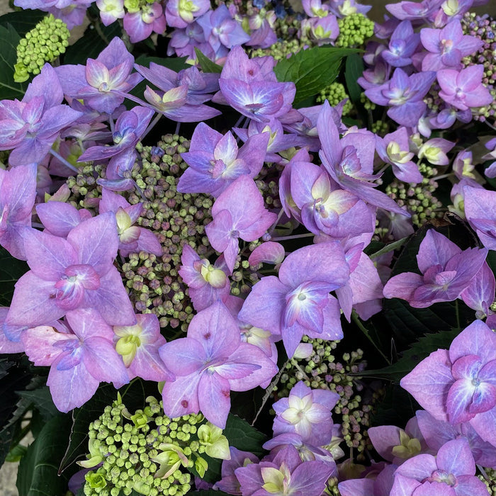 Hydrangea mac LD Can Do #3