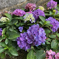 Hydrangea mac LD Rave #2