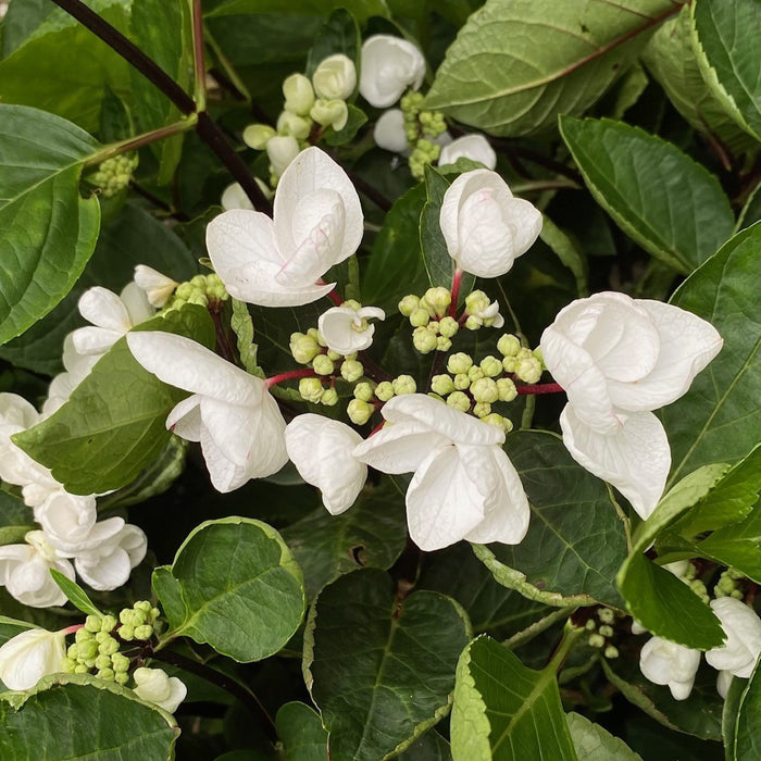Hydrangea mac SS Glacier Bay #2