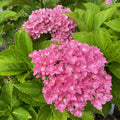 Hydrangea mac Starfield #3