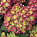 Hydrangea mac Tilt-A-Swirl #3