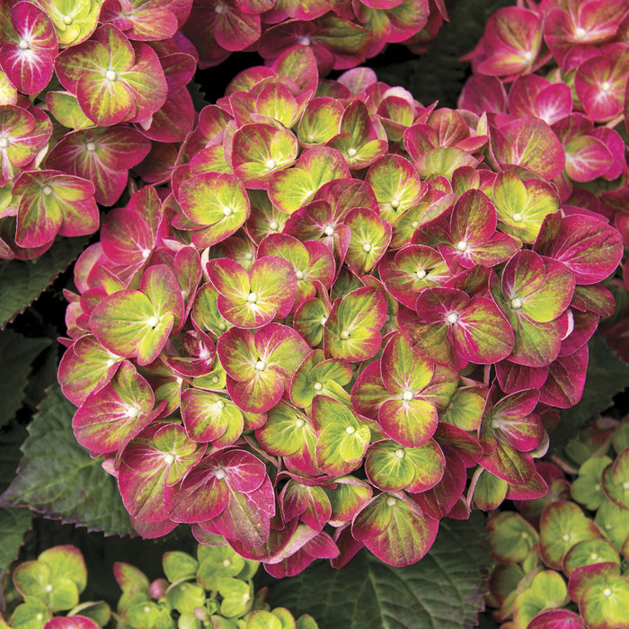 Hydrangea mac Tilt-A-Swirl #3