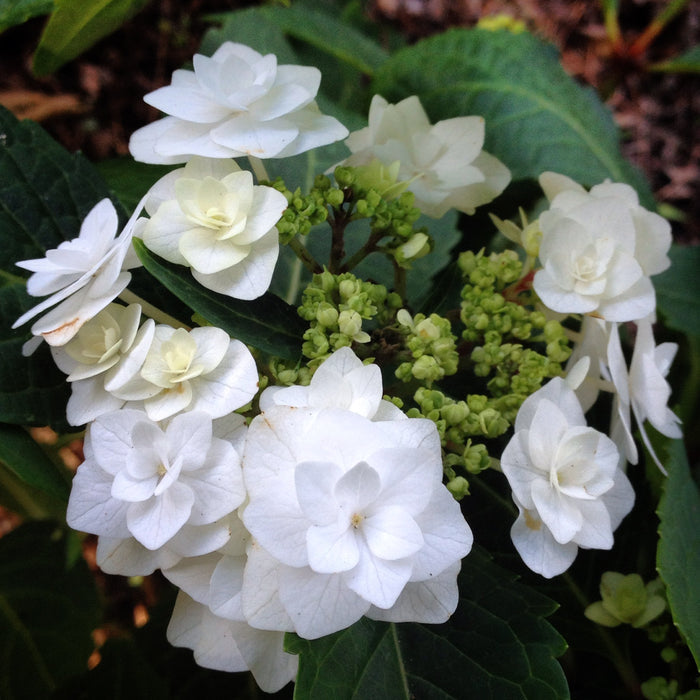 Hydrangea mac Wedding Gown #2