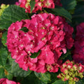 Hydrangea mac Wee Bit Grumpy #3