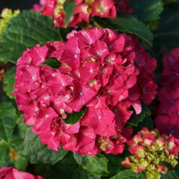 Hydrangea mac Wee Bit Grumpy #3