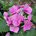 Hydrangea mac Zorro #3