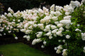 Hydrangea pan Bombshell #3