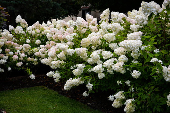 Hydrangea pan Bombshell #3