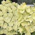 Hydrangea pan Bubble Bath #3