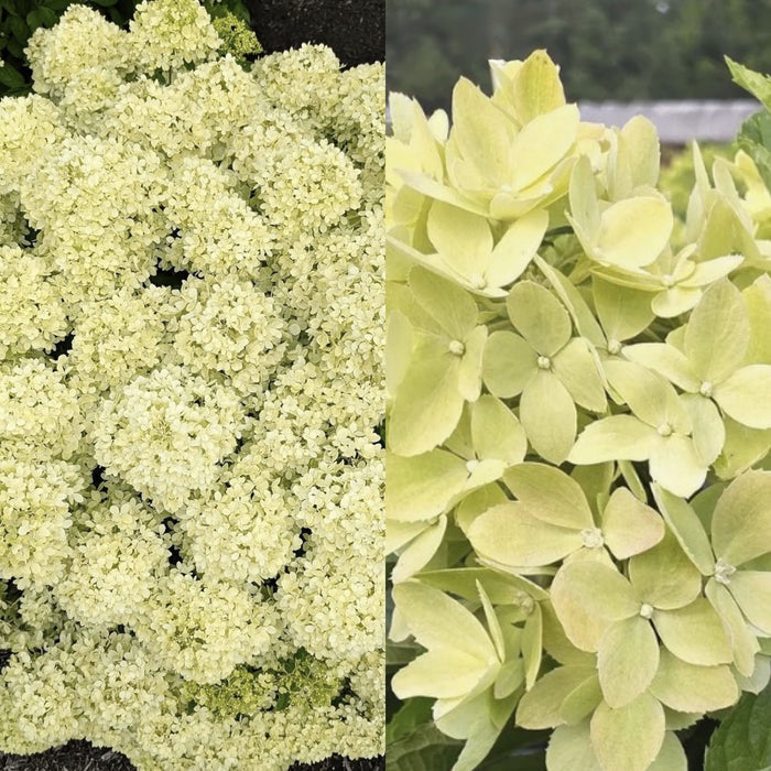 Hydrangea pan Bubble Bath #3
