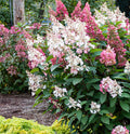 Hydrangea pan Candelabra #3