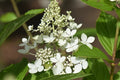 Hydrangea pan Confetti #2