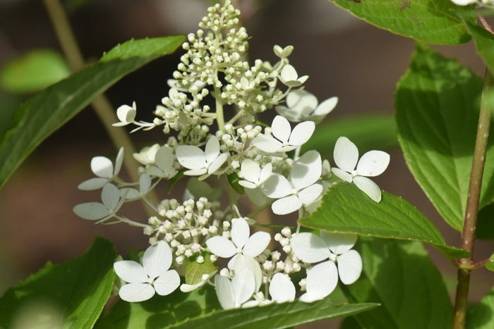 Hydrangea pan Confetti #2