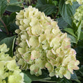 Hydrangea pan Dragon Baby #3