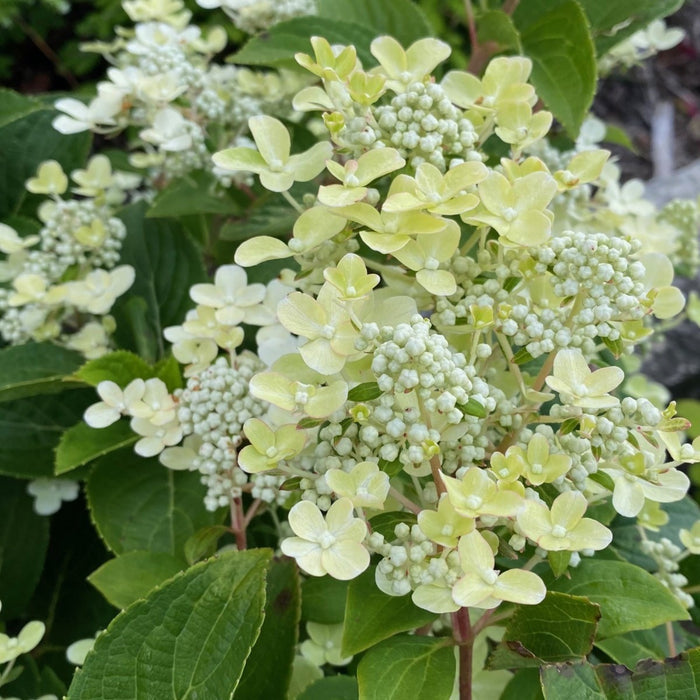 Hydrangea pan Early Evolution #3