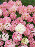 Hydrangea pan Fire Light Tidbit #2