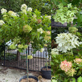 Hydrangea pan Graffiti TF#10