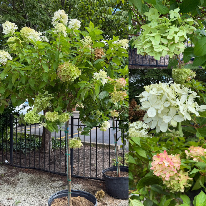 Hydrangea pan Graffiti TF#10
