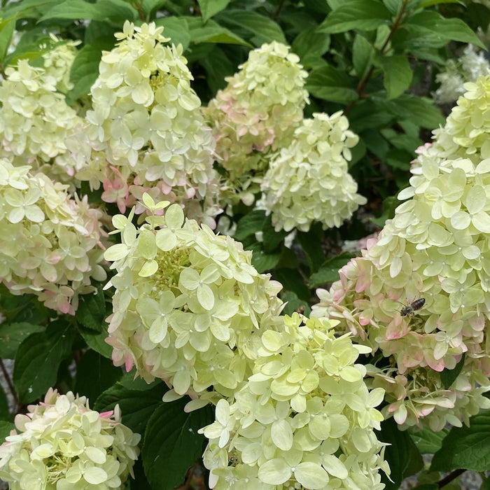 Hydrangea pan Limelight Prime #3