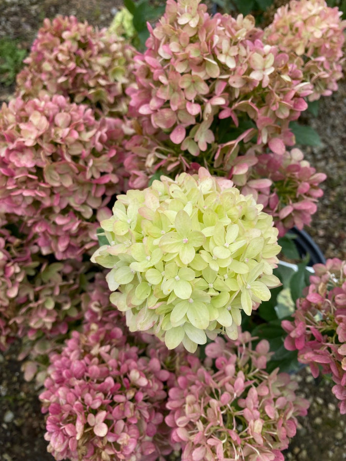 Hydrangea pan Little Lime #3