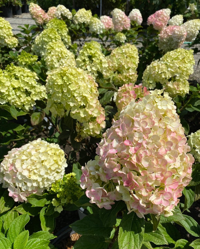 Hydrangea pan Little Lime Punch #3