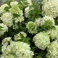 Hydrangea pan Little Spooky #6
