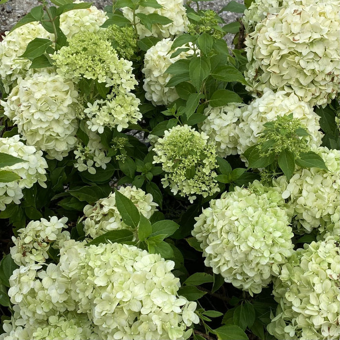 Hydrangea pan Little Spooky #6
