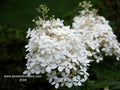 Hydrangea pan Phantom TF #10