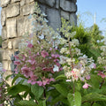 Hydrangea pan Pinky Winky #3