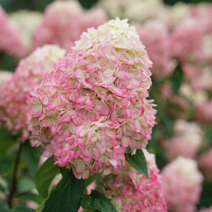 Hydrangea pan Pinky Winky Prime #3