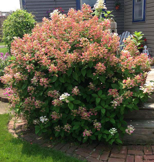 Hydrangea pan Quick Fire #3