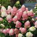 Hydrangea pan Quick Fire Fab #3
