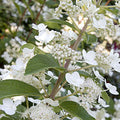 Hydrangea pan Tardiva #5