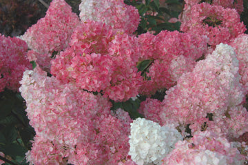 Hydrangea pan Vanilla Strawberry #3
