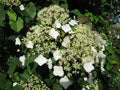Hydrangea petiolaris #2 staked