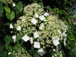 Hydrangea petiolaris #3 staked