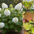 Hydrangea q Alice 'N Wonderland #3