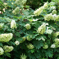 Hydrangea q Gatsby Glow Ball #3