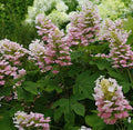Hydrangea q Gatsby Pink #3