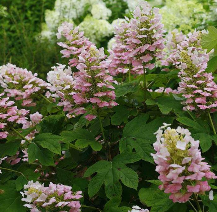 Hydrangea q Gatsby Pink #3