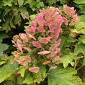 Hydrangea q Jetstream #2